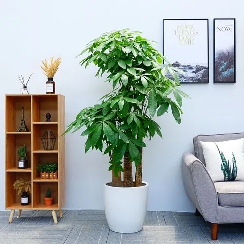 家中除甲醛方法